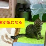 浴室が気になる子猫　／　Kitten worries about the bathroom