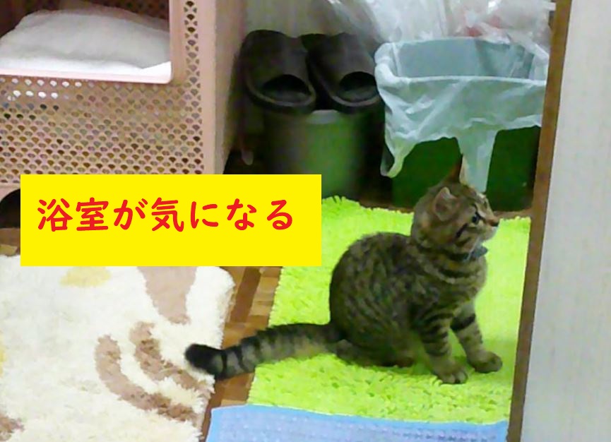 浴室が気になる子猫　／　Kitten worries about the bathroom